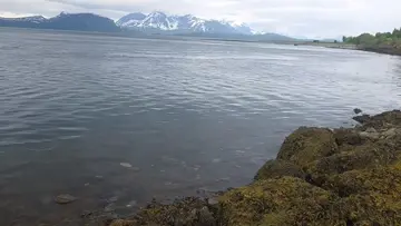 Pink salmon