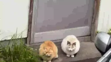 猫2匹