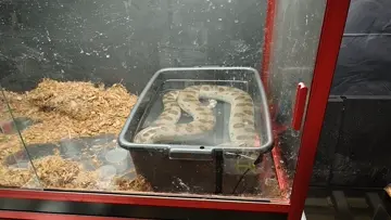 feeding venomous snakes | Clip