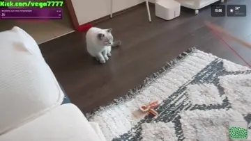 trip atan kedi