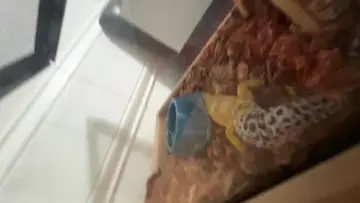 Geckos have personality!!