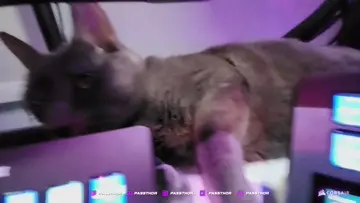 bebe