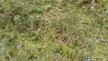 Mukavaa touhua keräillä kuusenkerkkiä