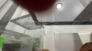 Geckos can lick their eyes!!