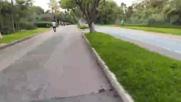 kedi yarışı