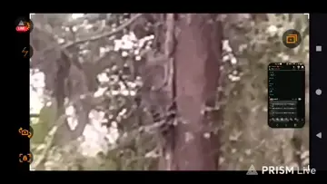 #araiguma
