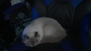 ¡lo más hermoso que veran hoy!