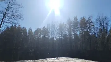 Linnut laulaa 🌞🦅🦜🦢🦆