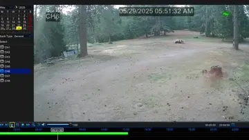 First Tree Down