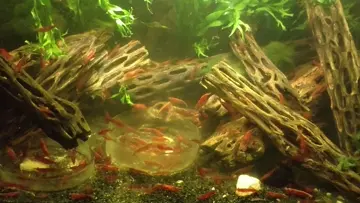 Shrimps 3/16/26
