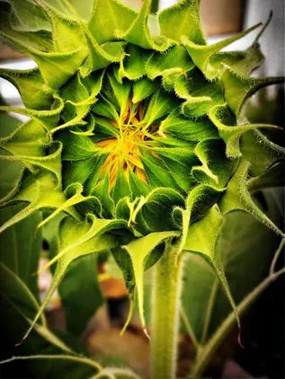@FotoVorschlag 
**'nicht fertig'** #fotovorschlag

Wunderschön, obwohl noch nicht fertig aufgeblüht, kam mir bei der Aufnahme gleich ein Lied von Louis Armstrong in den Sinn (jaja, bin schon älter 😉). 

**What a Wonderful World!**

#photography #nature #sunflower #sunflowerlove
