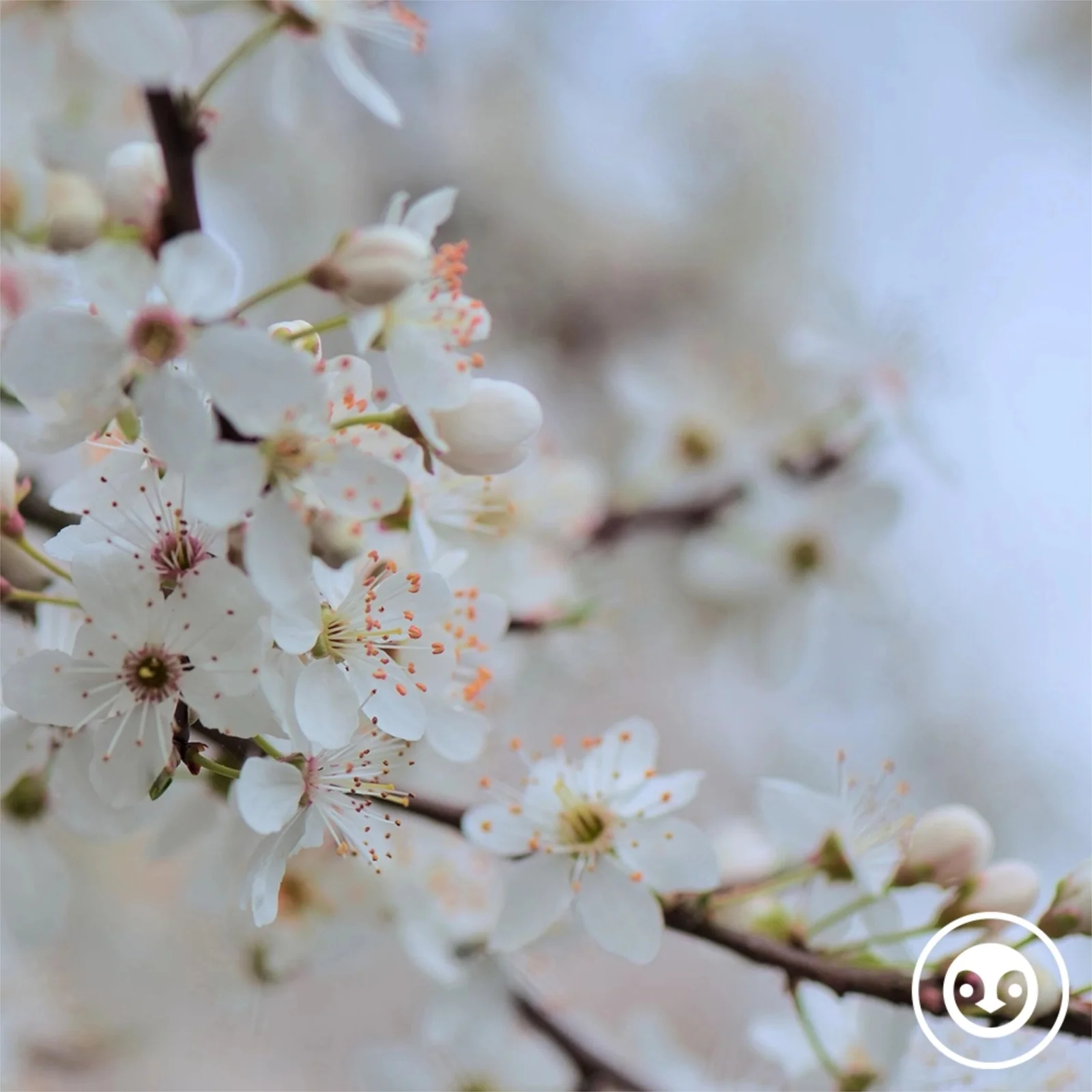 deep story nr. 229 | call for spring | by Sølíth