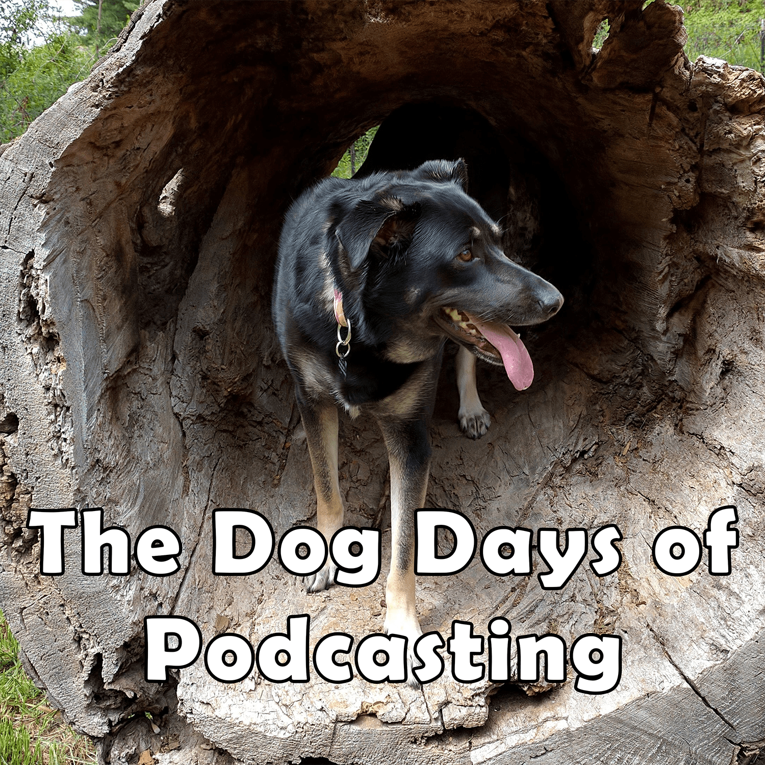 Dog Days of Advent 2025