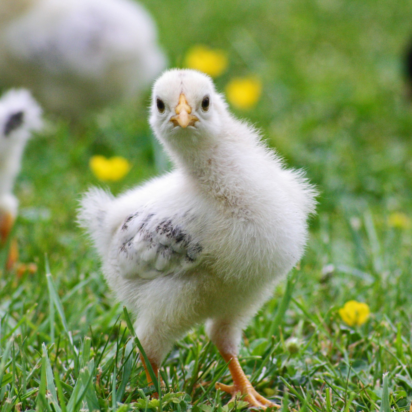 1.16 chicken out