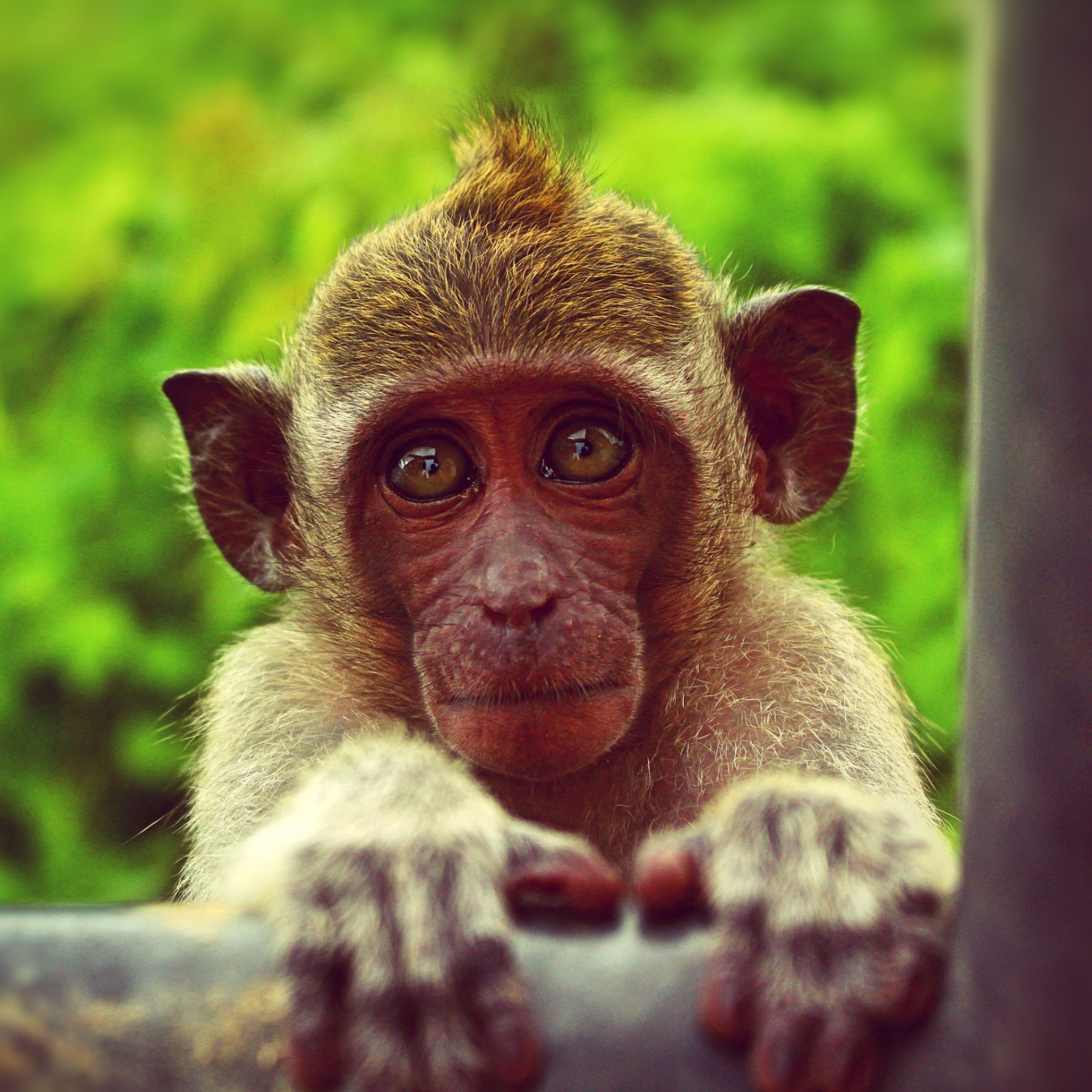 1.17 monkey off my back