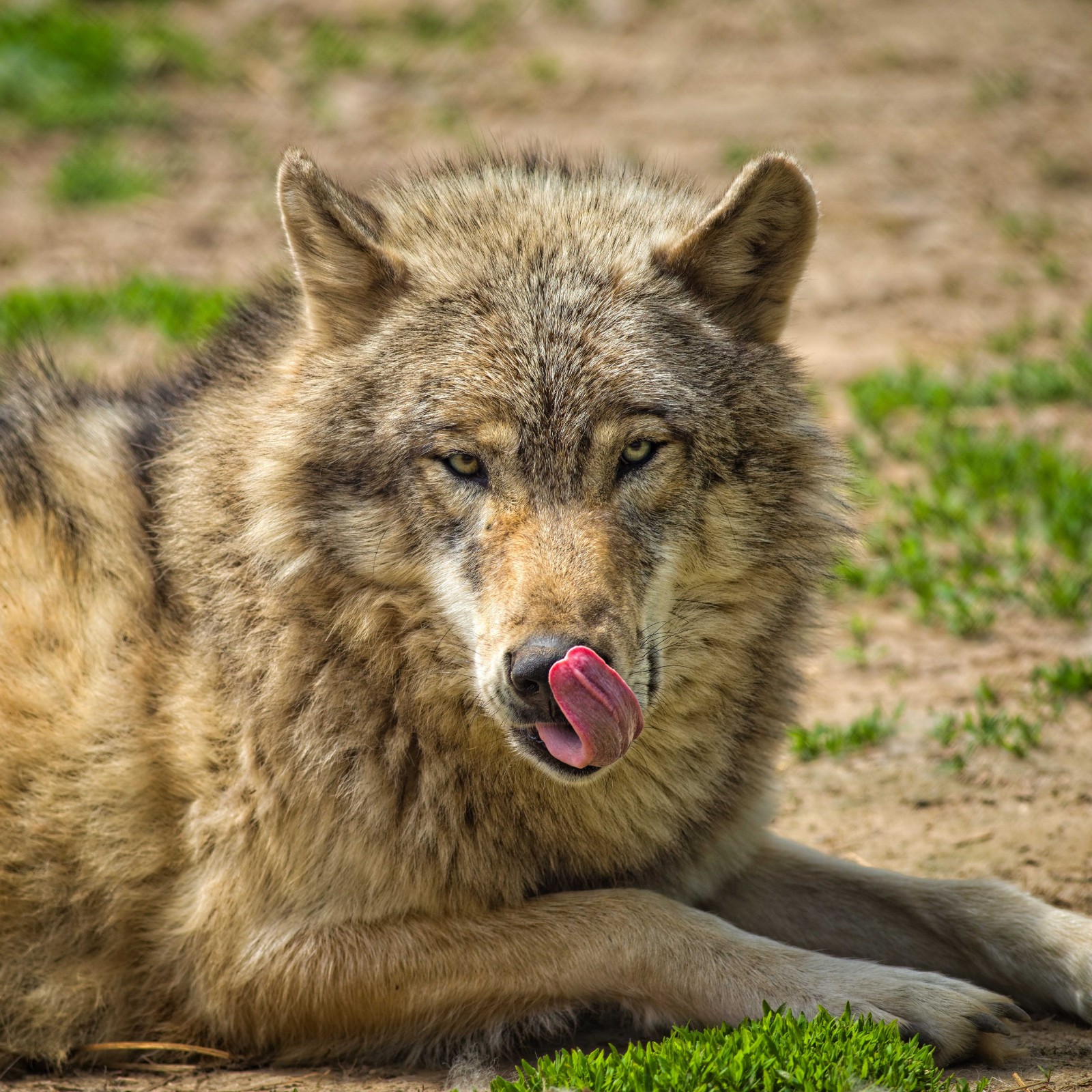 1.20 wolf down