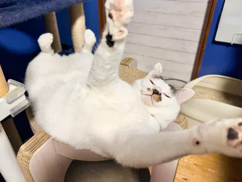 ​:toto:​ #cat