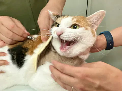 🏥  #cat