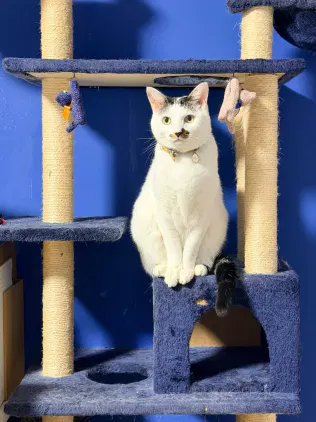 ​:toto:​ #cat