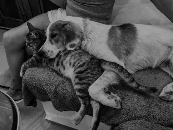 Best buddies
After a few months of getting to know each other, Gem and a recently adopted kitten - Tigger - have become very close. Bless ‘em!
#BlackandWhite #Monochrome #iPhonePhotography #DogsOfMastodon  #CatsOfMastodon