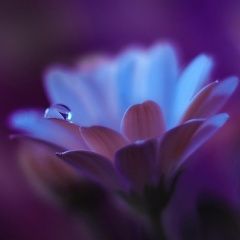 Gayathri