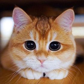 pets_inspiration
