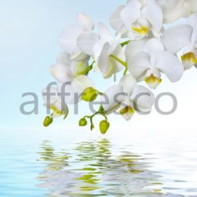AFFRESCONA | Home Wall Art | Dream Interior | Outside Wall Decor