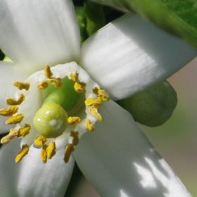 Lotus Blssm