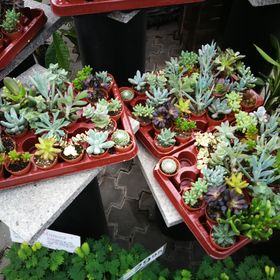Succulents, planters, indoor planting, decor & DIY  | Succucactu