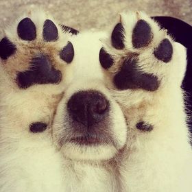 A Dog's World