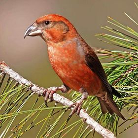 هواية الطيور / birds4hobby