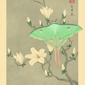 luna moth