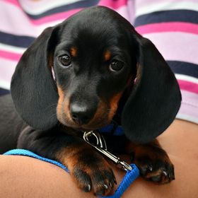dogloverzz101