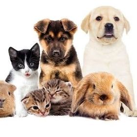 Global Pet World Resort