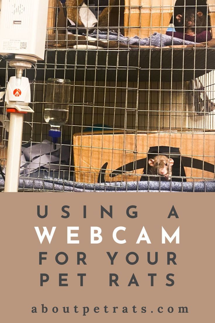 It's so helpful to have a pet rat webcam to check in on your