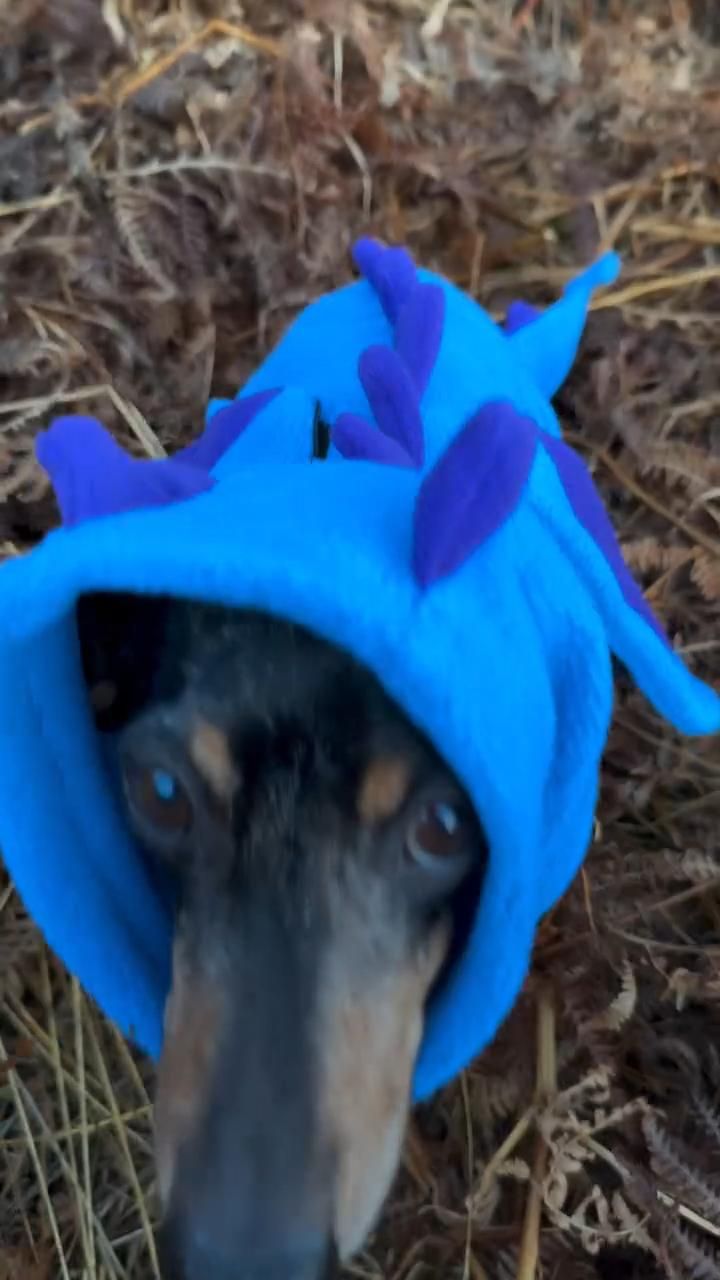 How to walk your dragon 🐉 🐾  I am taking my fantasy book obs
