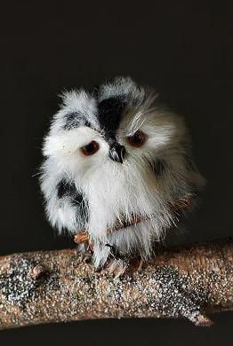Little owl