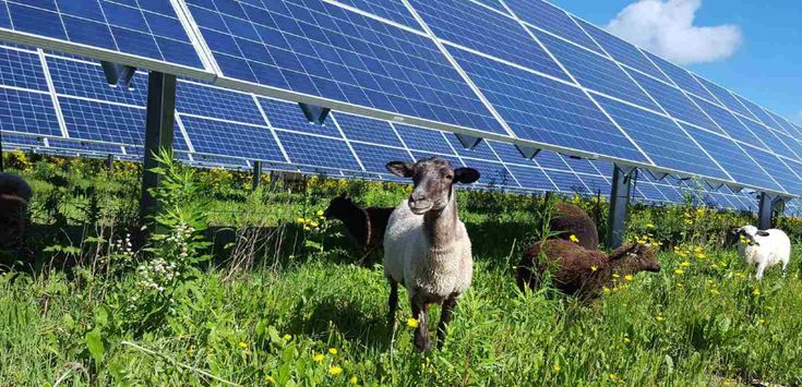 Sheep Are Grazing Below Minnesota Solar Panels That Invite P