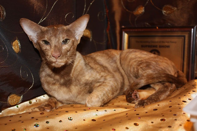Ch Billstes Tiffany. Cinnamon tortie Oriental.