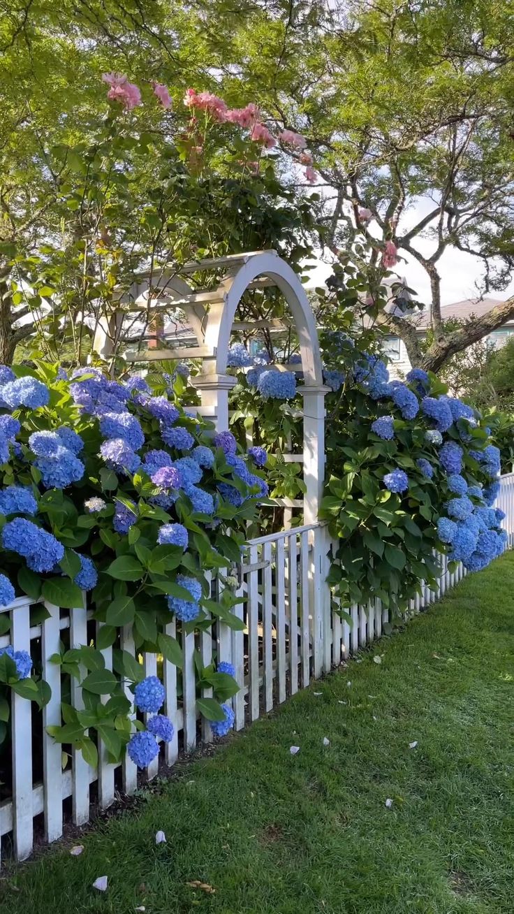 #nantucket #summer #ack #island #beach #hydrangea #hydrangea