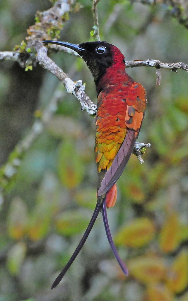 Nature's Jewel! Crimson Topaz Hummingbird