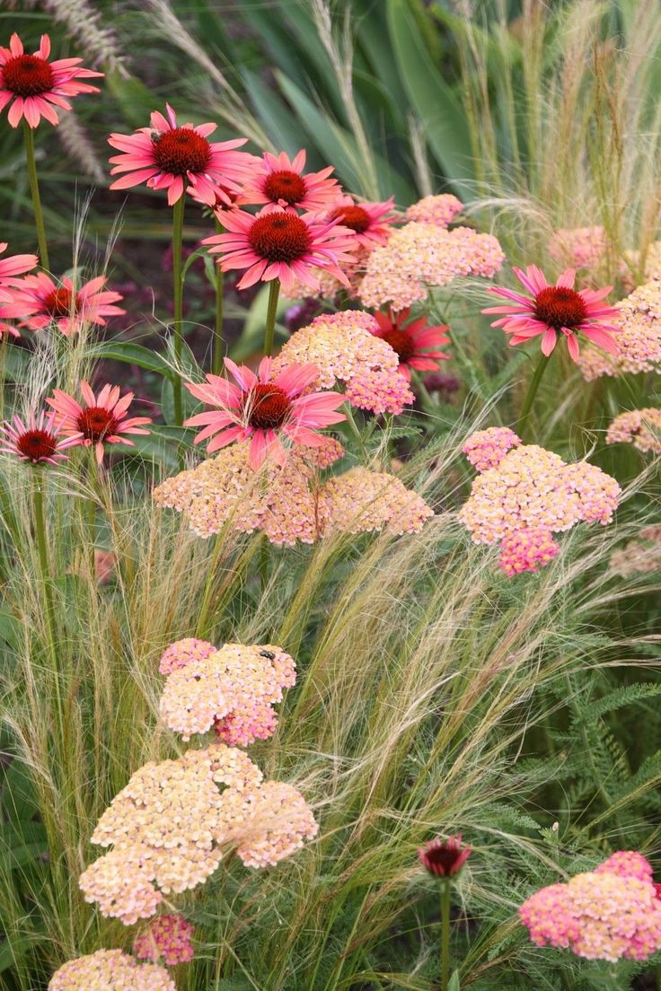 Achillea - Stipa