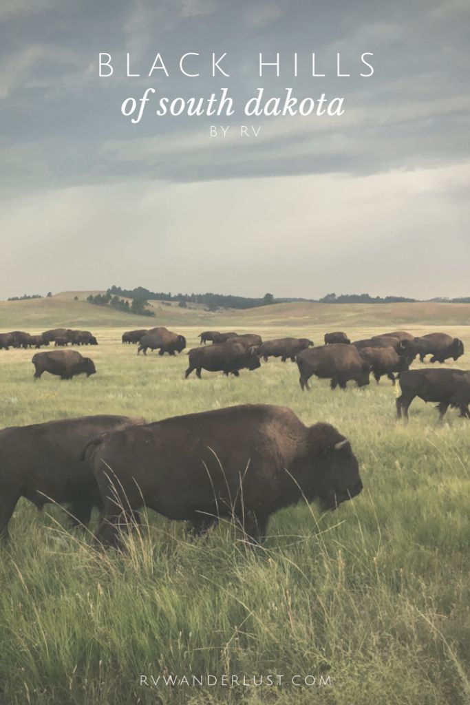 If you've never been to the Black Hills of South Dakota, whi