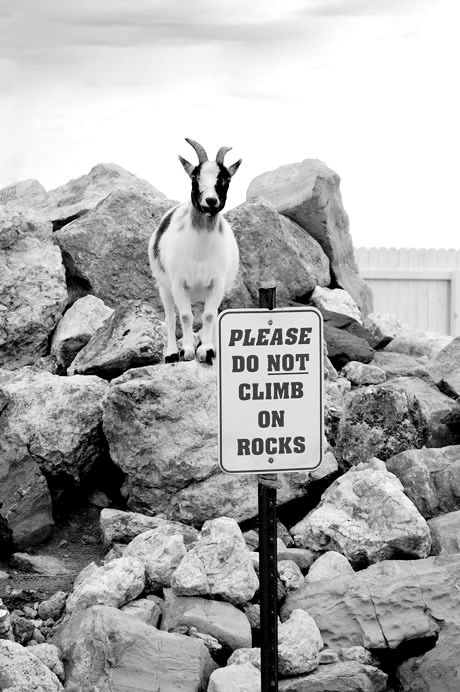 bad goat tourist