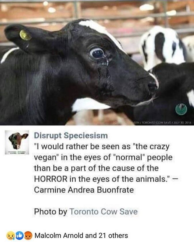 🌱❤️🐮