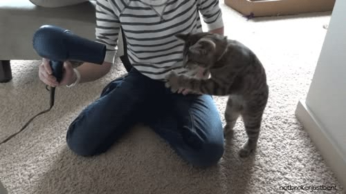 probably the best gif ever!  I'm tempted to buy a cat just s