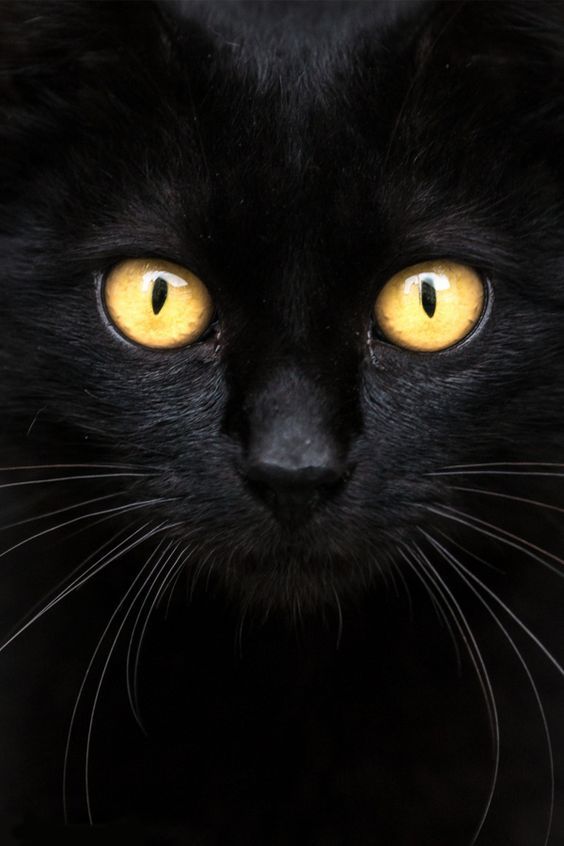 A cat’s eyes are beautiful, but they’re also very sensitive.