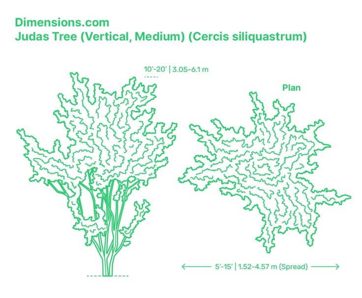 Judas tree (Cercis siliquastrum) in a medium vertical form d
