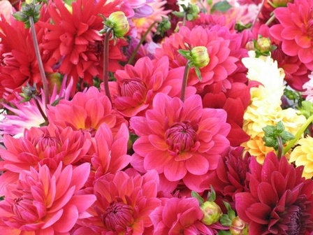 Flowers make a great gift for anyone