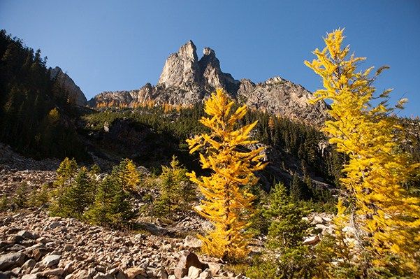 October is peak season to see vibrant gold alpine larches at